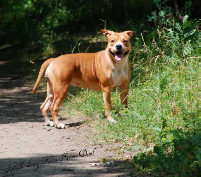 Goldi Long Kiss Favorit Devil | American Staffordshire Terrier 