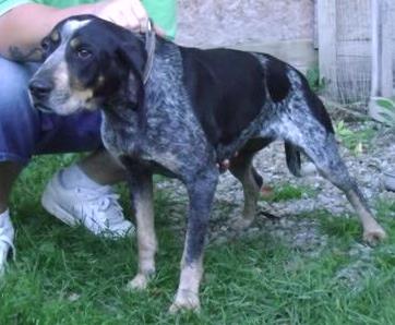 CoolWater Blue Polly IV | Bluetick Coonhound 