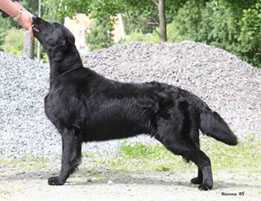 Comics Blue Viking | Flat-Coated Retriever 