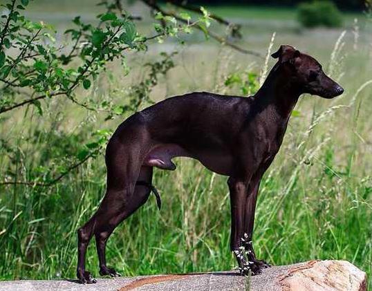 Houdini Della Casa Pulcinella | Italian Greyhound 