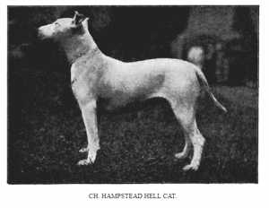 Hampstead Hell Cat | Bull Terrier 