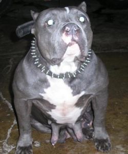 New Troijan's Olivas' Queen b | American Pit Bull Terrier 