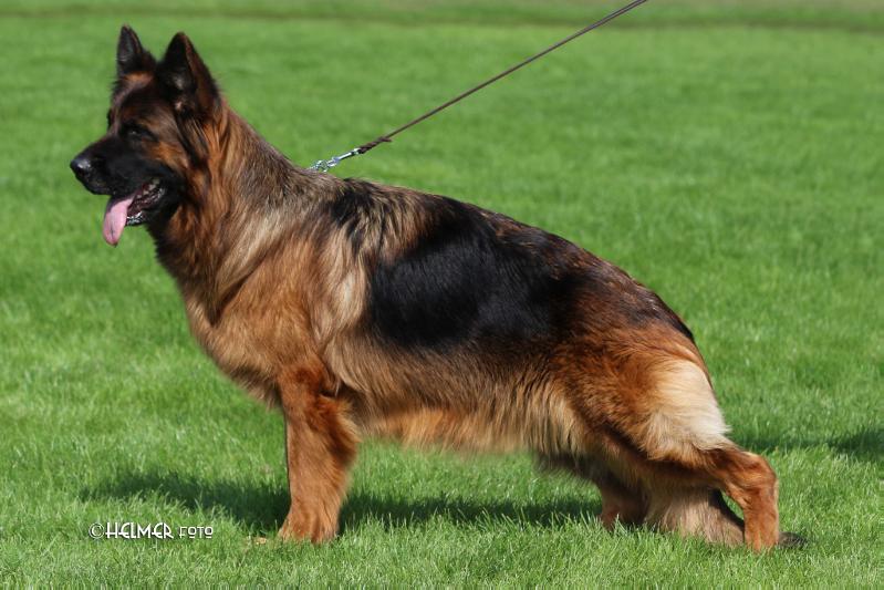 Ypsi von Athaba | German Shepherd Dog 