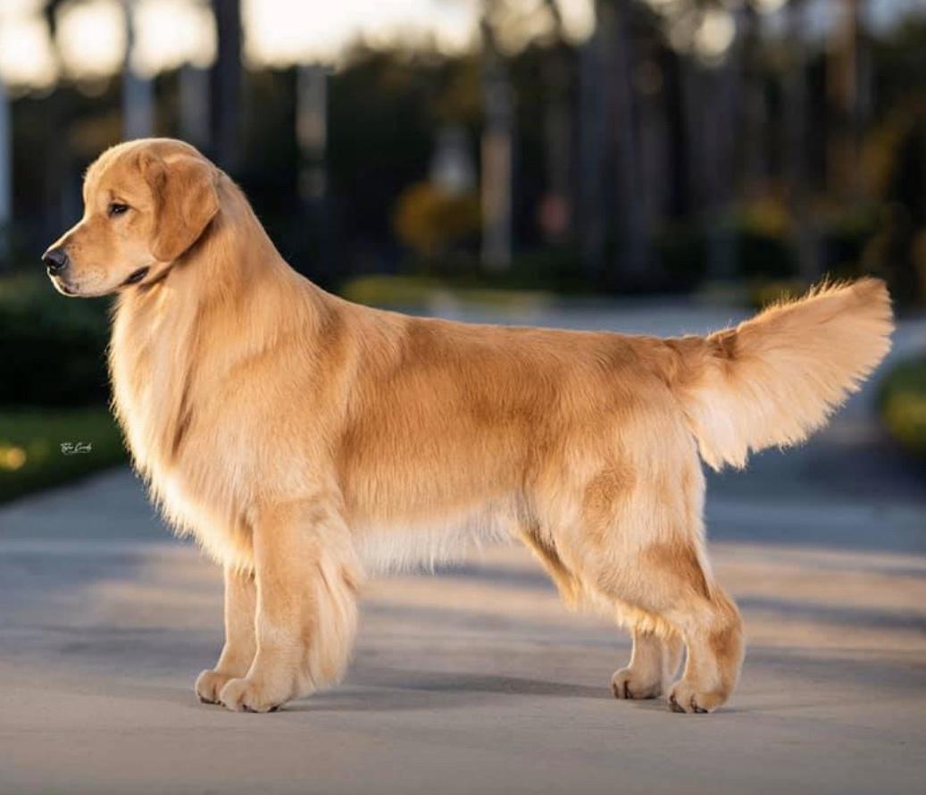 Tamarack He Likes It | Golden Retriever 