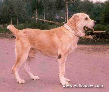 Aktash Kuktunbekov | Central Asian Shepherd Dog 
