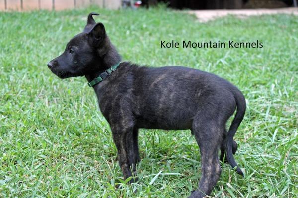 Kole Mountain's Cee-Lo (M. Bays) | Dutch Shepherd 