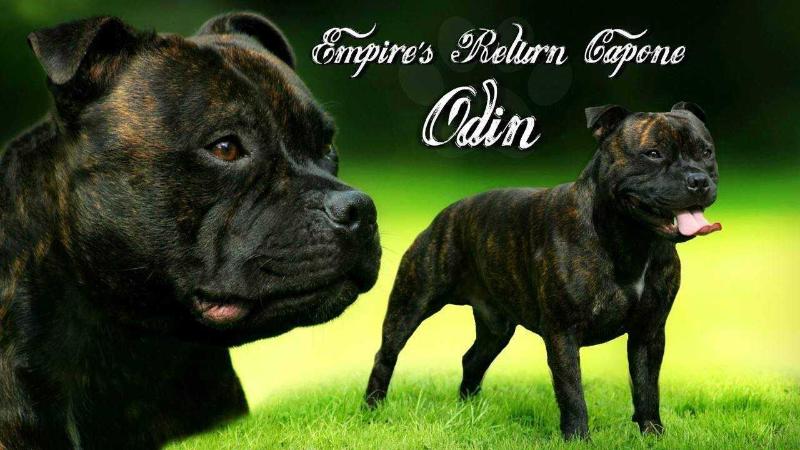 Empire's Return Capone Odin | Staffordshire Bull Terrier 