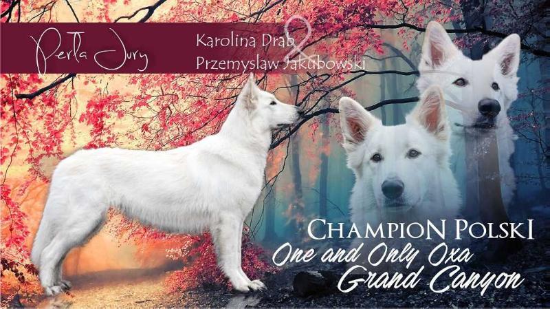 ONE And Only Oxa Grand Canyon | White Swiss Shepherd Dog 