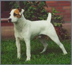 Barsetta Nankeruis | Parson Russell Terrier 