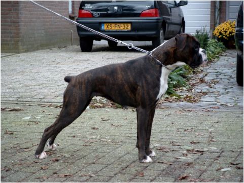 Honey v.d.Gastenberg | Boxer 