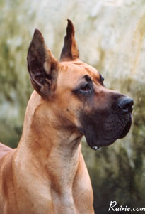 Glenn Von gistelbeek | Great Dane 