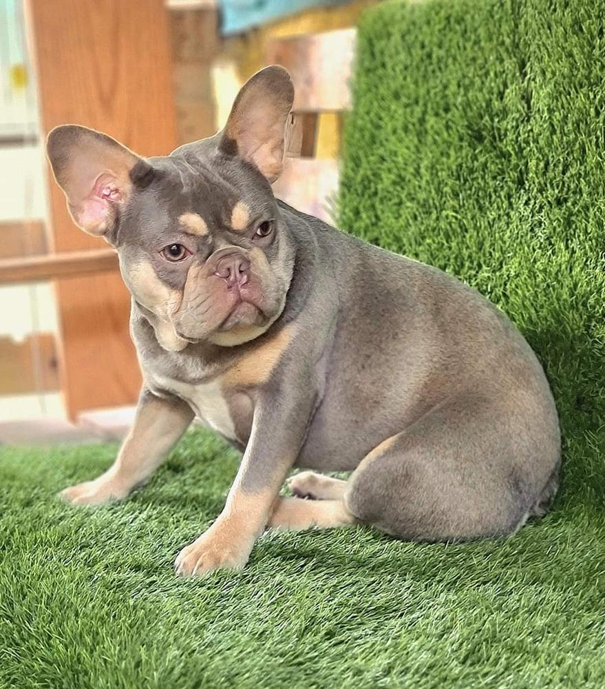 DS French's Lara | French Bulldog 