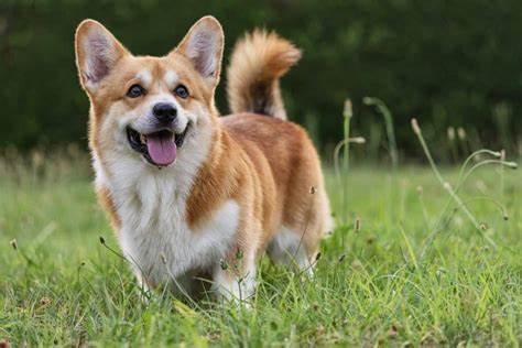 Pembroke Welsh Corgi