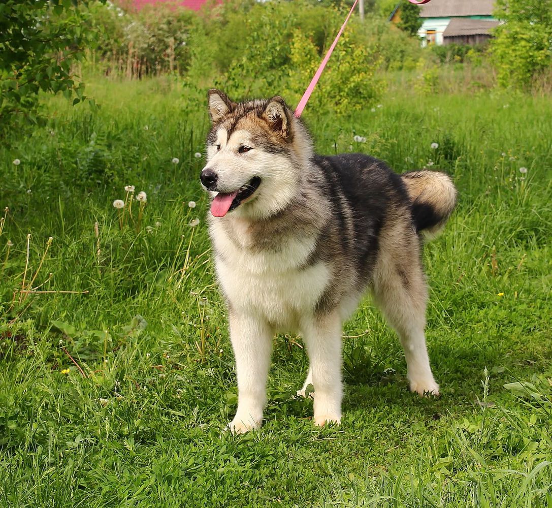 TASTE OF VICTORY YUNONA | Alaskan Malamute 