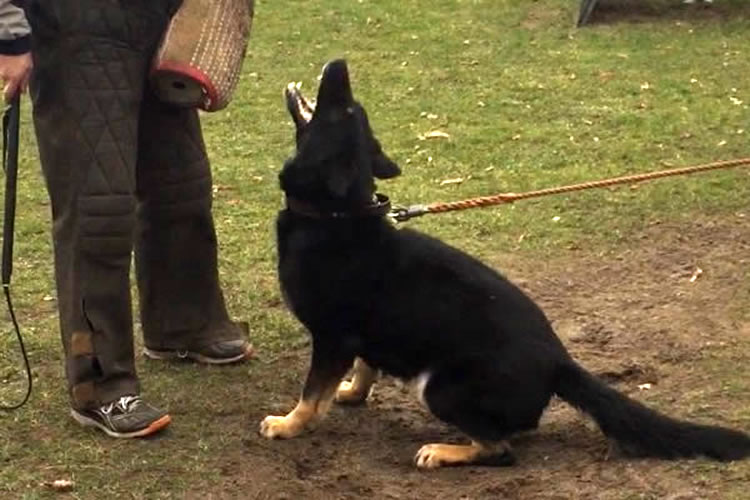 Zhanna von der Staatsmacht | German Shepherd Dog 