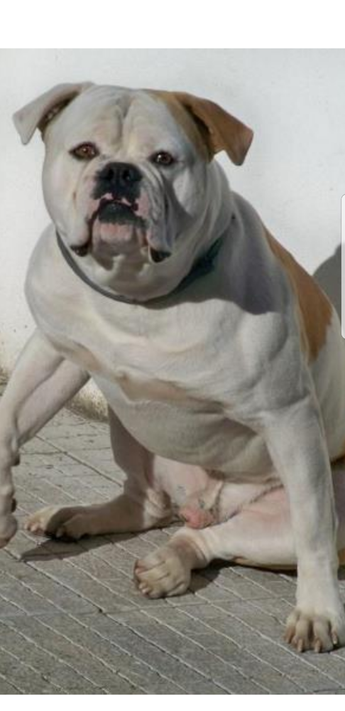 Coelho's Thor | American Bulldog 