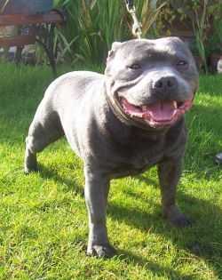 SUBARON CRACKER JACK | Staffordshire Bull Terrier 