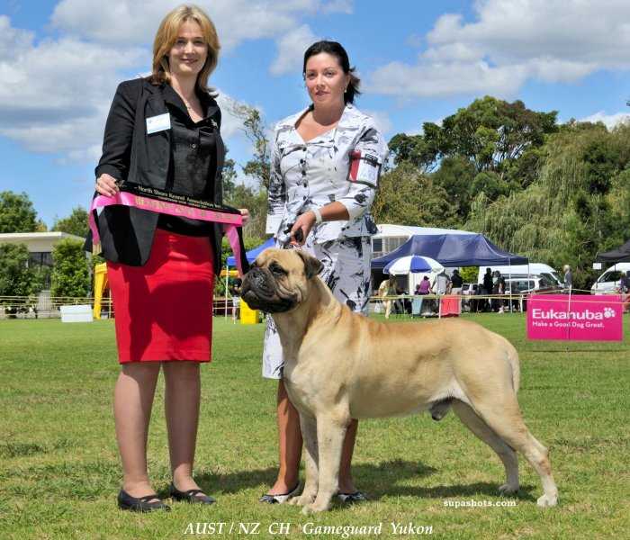 Gameguard Yukon | Bullmastiff 