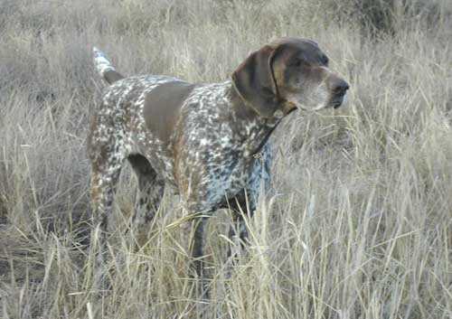 JAGVELD KATIE OF BHULISA | German Shorthaired Pointer 