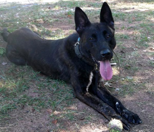 Zeus (Tim Roberts, Gainesville,VA) | Dutch Shepherd 