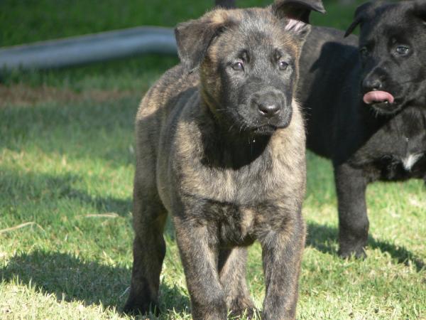 Beppie Van Kampftrieb | Dutch Shepherd 