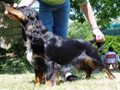 Bitterblue's Boem | Field Spaniel 