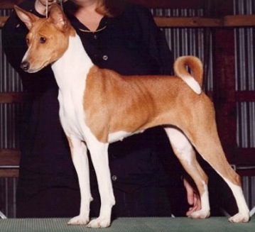 Calypso Blaze of Glory | Basenji 