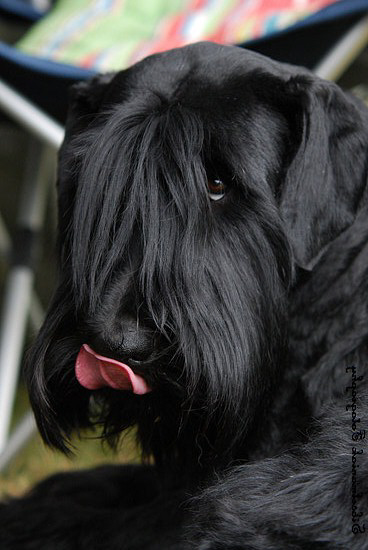 Bagic vom Mecklenburger Land | Giant Schnauzer 