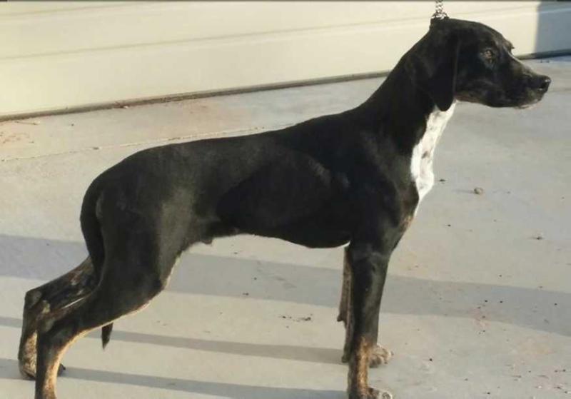 Wager Too's Burnt Cane | Catahoula Leopard Dog 