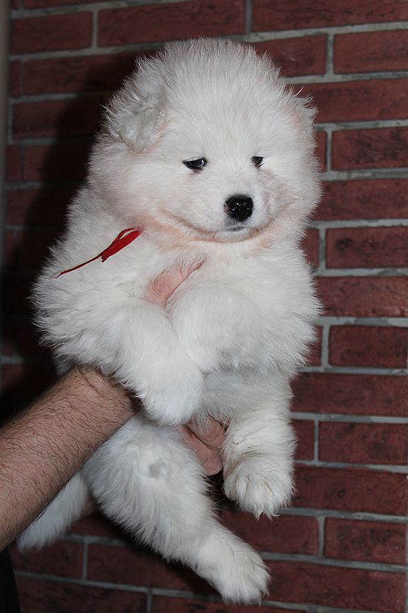 IZDOMASU Amadeus | Samoyed 