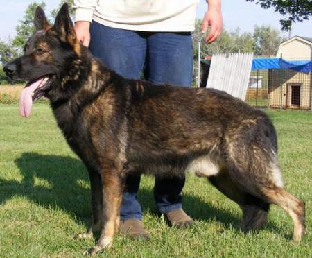 Kaiser vom haus Bjarne | German Shepherd Dog 