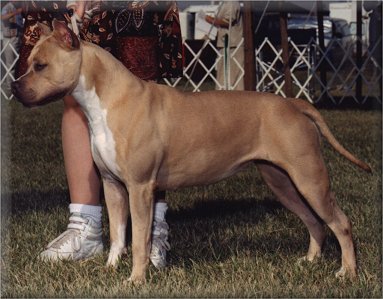 Sierra She's An Uptown Girl | American Staffordshire Terrier 