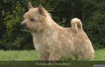 Belleville Creme Brulee | Norwich Terrier 