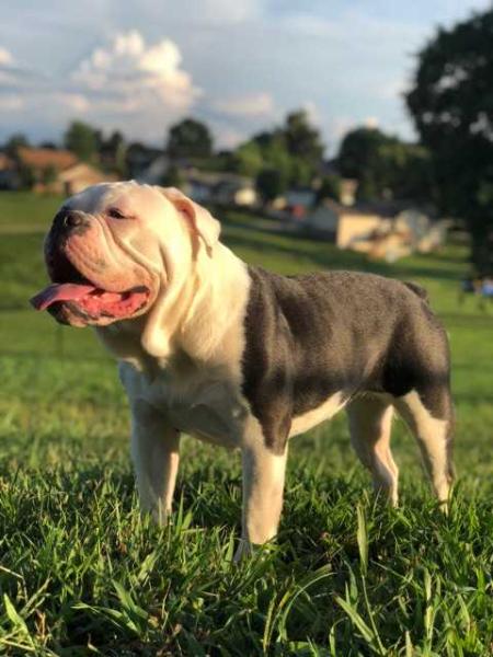 Jameson's Harley Quinn | Olde English Bulldogge 