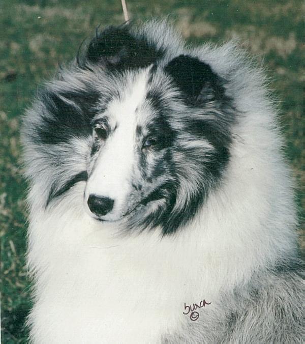 Sea Haven Paris Bi Night | Shetland Sheepdog 