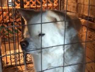 Hanapon (Kahone) Go Hanawa Kisaragi | Akita 