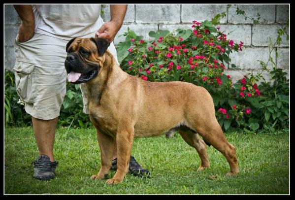 AZIM MUBARAK EL ABOU JARIA | Bullmastiff 