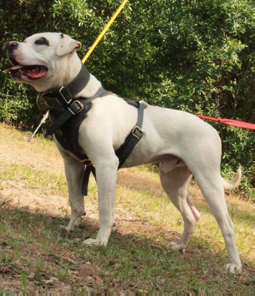 Heavy Hitters Deacon of Streetwize | American Bulldog 