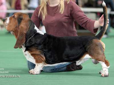 Nasledstvo Fabio | Basset Hound 