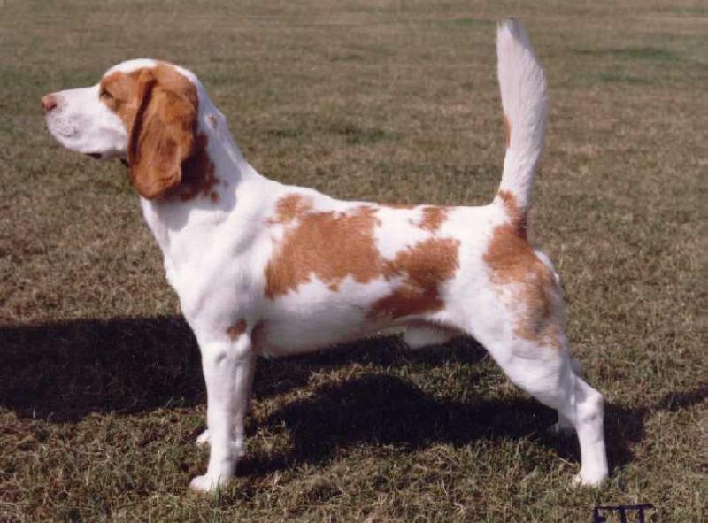 Rossgay Roddie | Beagle 