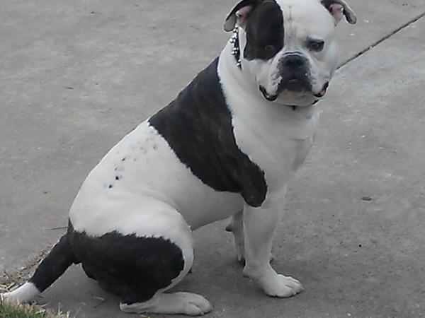 UGK Kung Fu Po of OMB | American Bulldog 