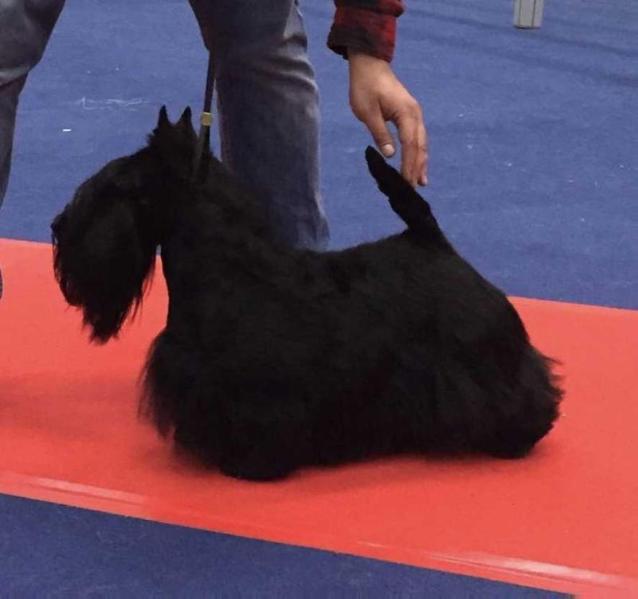 Raibeart Que Sera Sera | Scottish Terrier 
