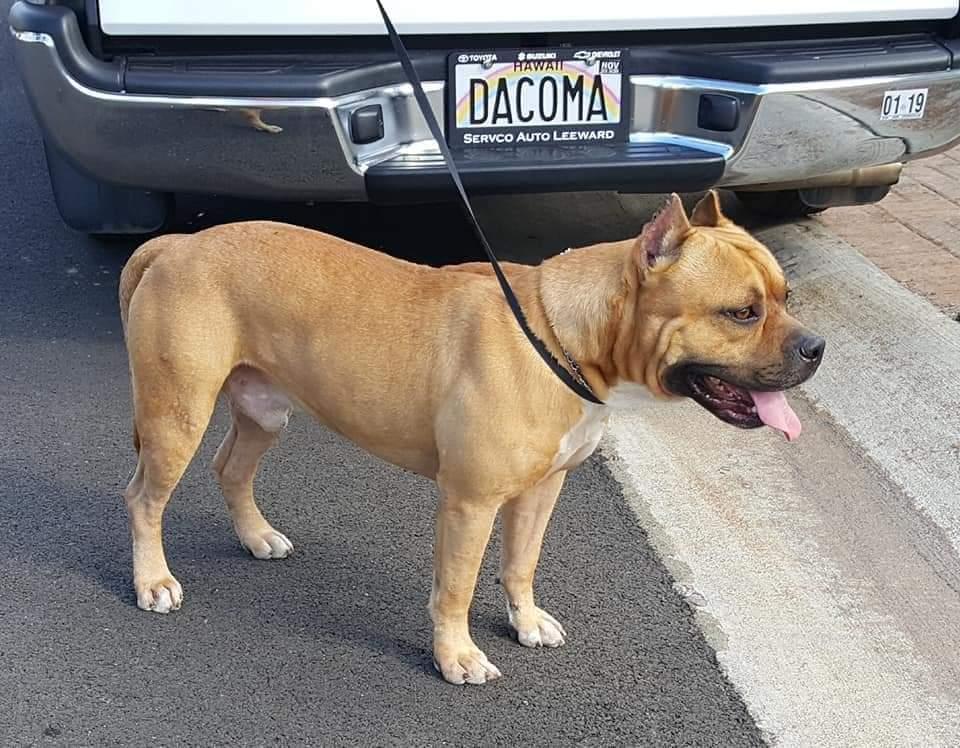 HAWAII'S LIL MASK RYDA 2 DA MAX | American Staffordshire Terrier 