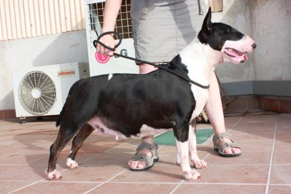 Kalita de Peracho | Bull Terrier 