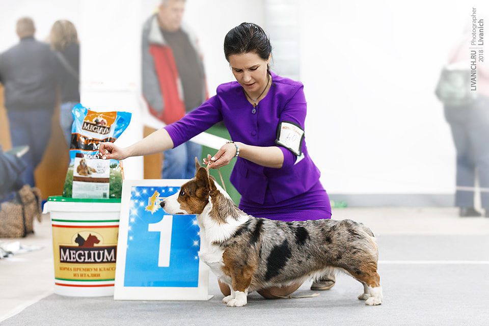 Yanshtuk Ethereal Girl | Cardigan Welsh Corgi 