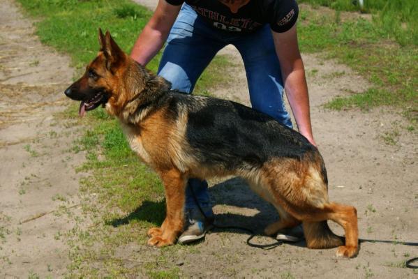 Faza z Dzierlina | German Shepherd Dog 