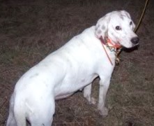 Dillard's White Oak Frosty | American English Coonhound 