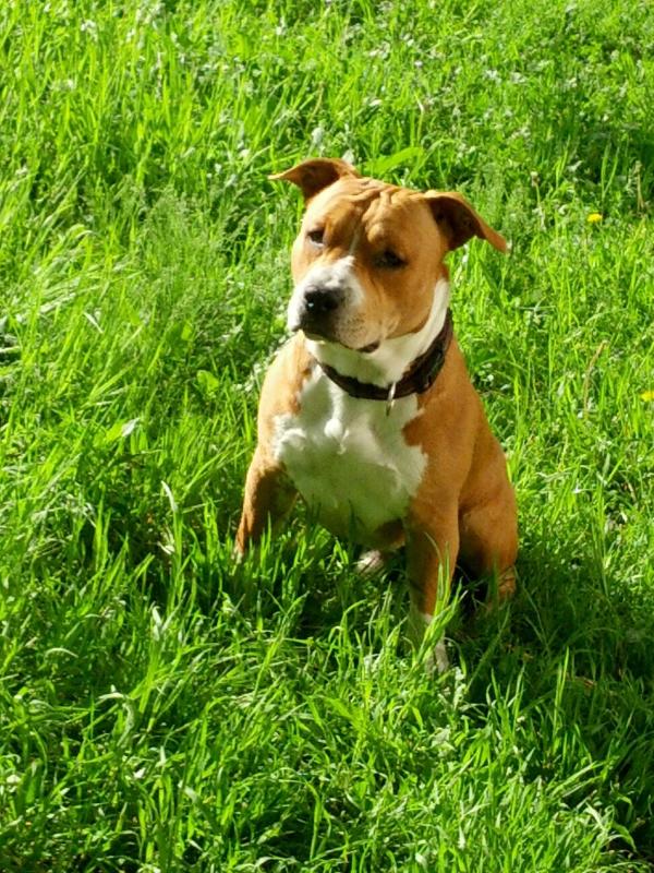 Desire To Win Despot Mihail | American Staffordshire Terrier 