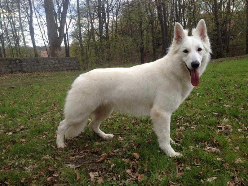 Eyka's Eternity von King's Silbertal | White Swiss Shepherd Dog 