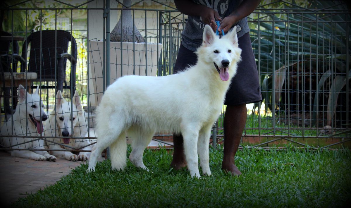 JADE WINTER VON TAGLISCHINDORF | White Swiss Shepherd Dog 